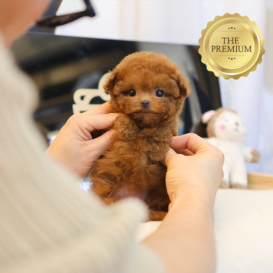 Poodle - Kkuram (Female) $4000