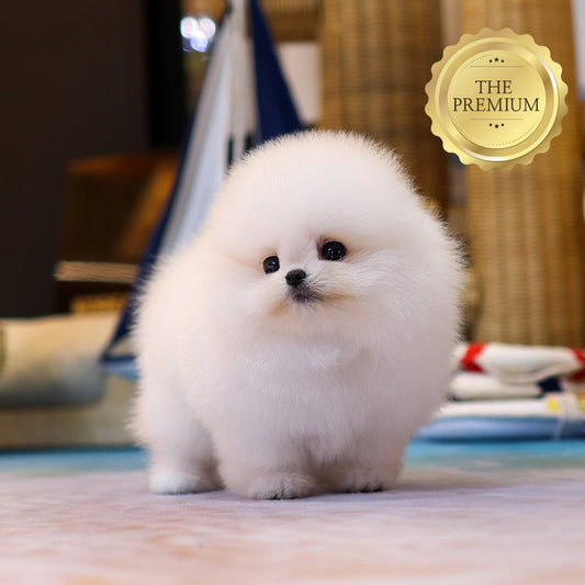Pomeranian - Kkoma (Female) $5200