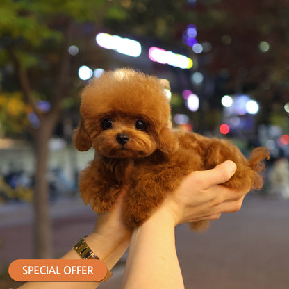 Poodle - Kkoma (Female) $3000