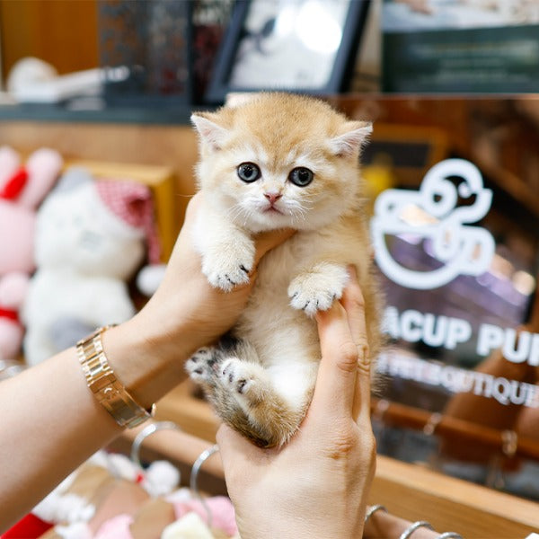 Munchkin - Yaong (Female)
