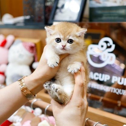Munchkin - Yaong (Female)