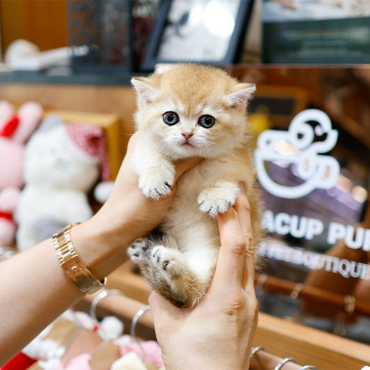 Munchkin - Yaong (Female)