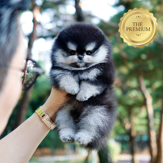 Pomeranian - Chai (Female) $4500