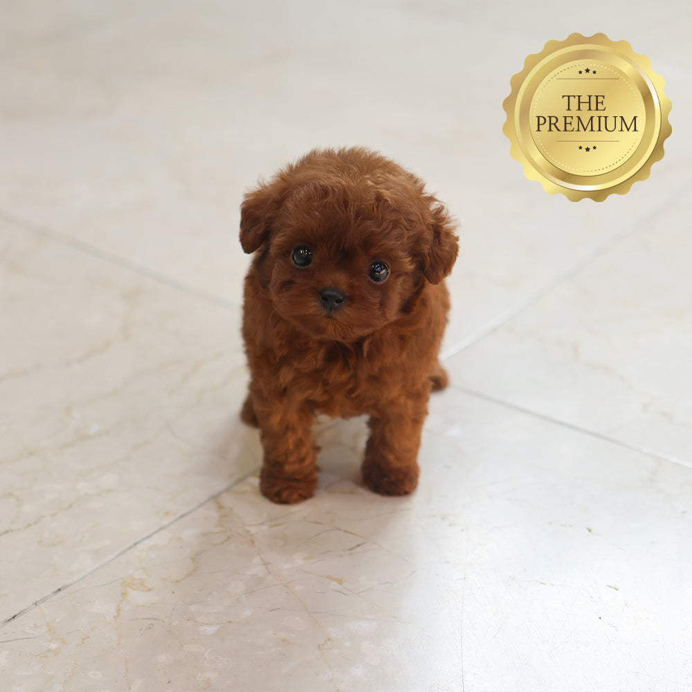 Poodle - Sara (Female) $4000