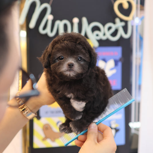 Poodle - Aki (Male) $3400