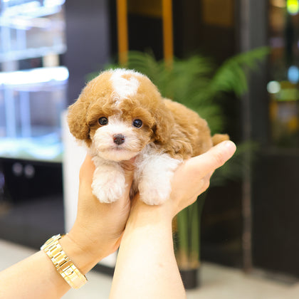 Caniche - Kao (Macho)