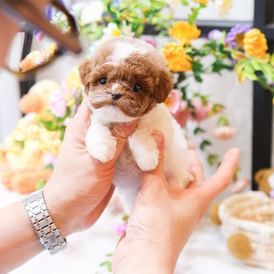 Poodle - Chova (Female)