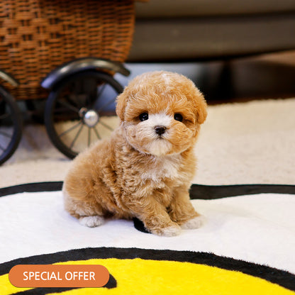 Maltipoo  - Dungdung (Male) $2600
