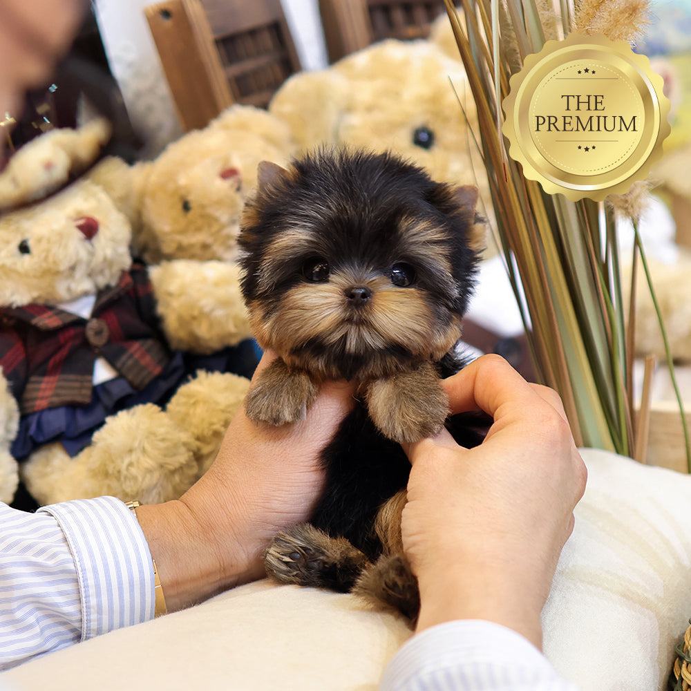 Yorkshire Terrier - Mollang (Female) $5700