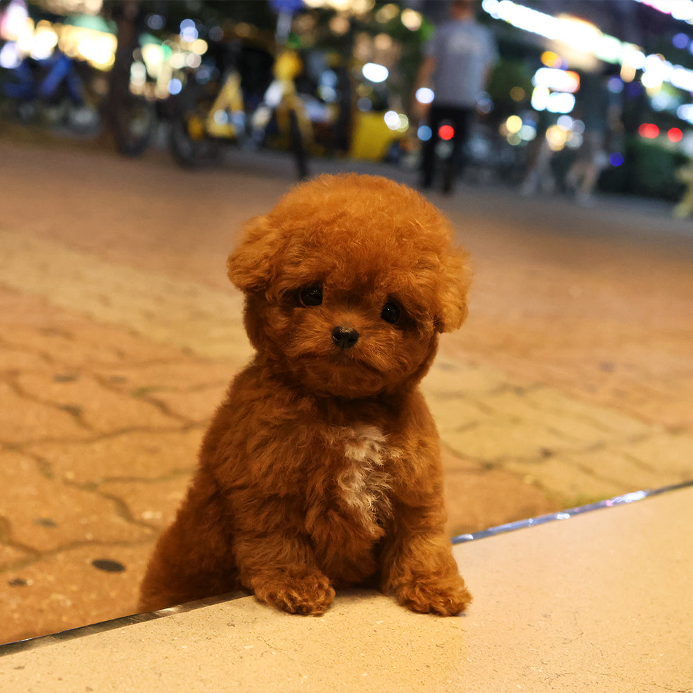 Poodle - Kukeu (Female) $4000