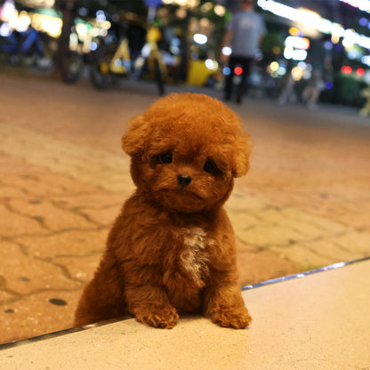 Poodle - Kukeu (Female) $4000