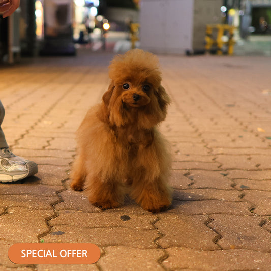 Poodle - Jjorong (Female) $4500