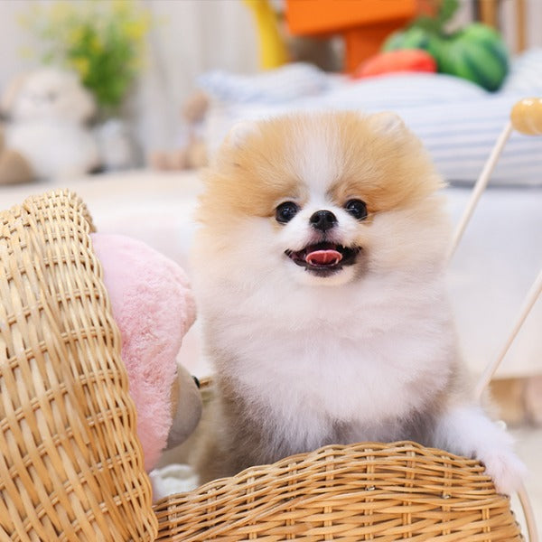 Pomeranian - Dani (Female)