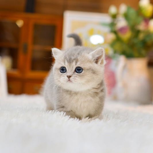 Munchkin - Anna (Female)