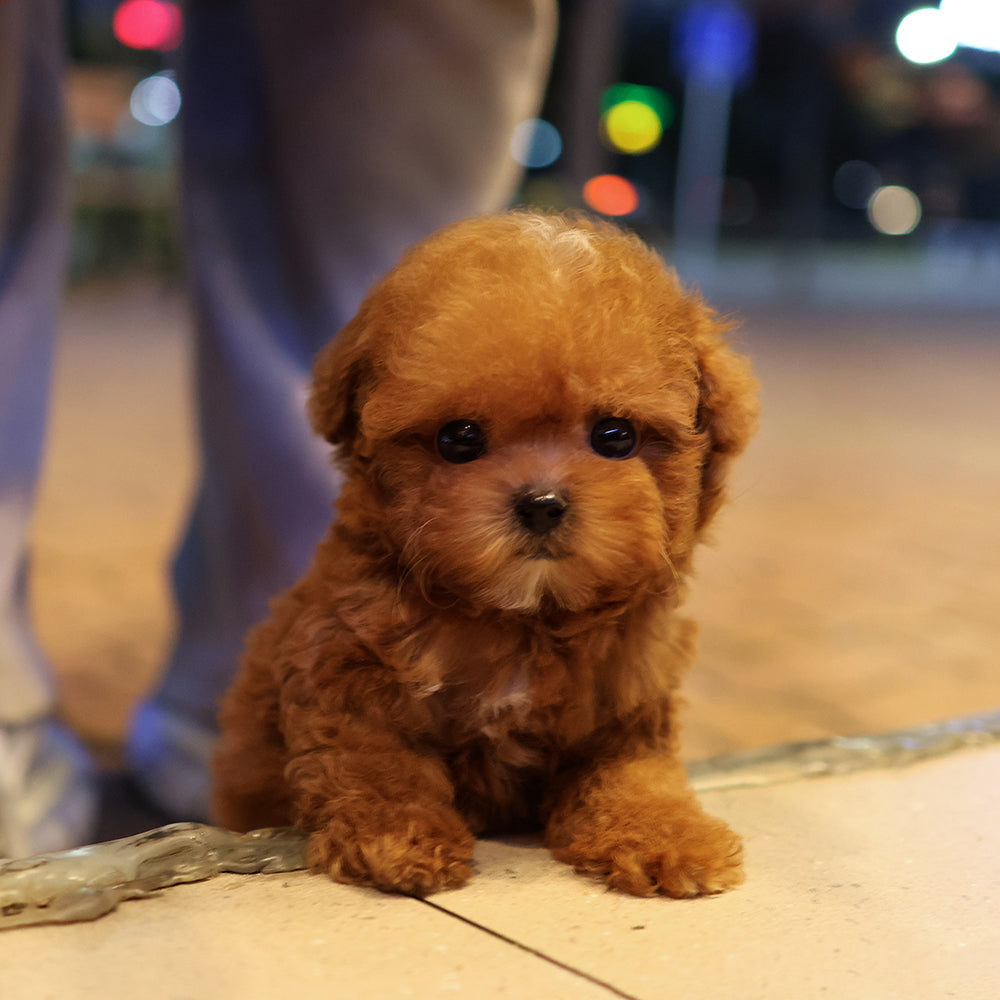 Poodle - Jipeu (Female) $3400