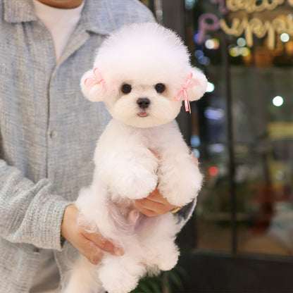 Bichon Frise - Myeonbong (Male) $2200