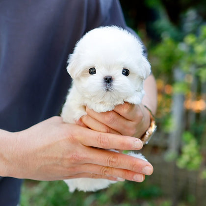 Maltese - Chein (Male)