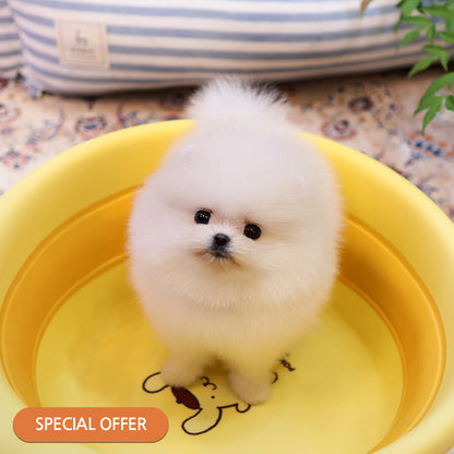 Pomeranian - Saessak (Female) $2500