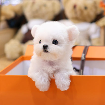 Bichon Frise - Manggo (Female) $3900