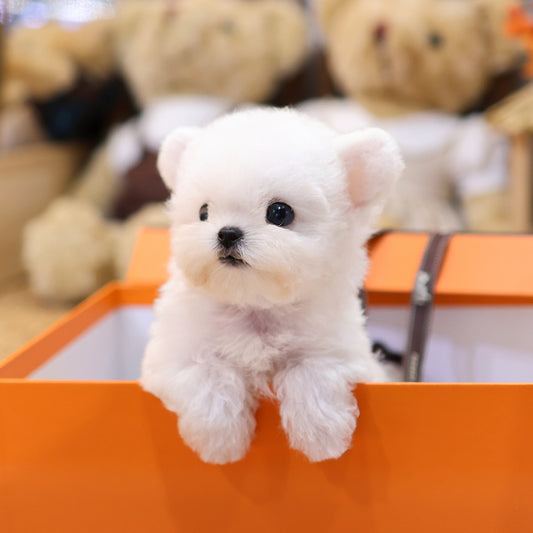 Bichon Frise - Manggo (Female) $3900