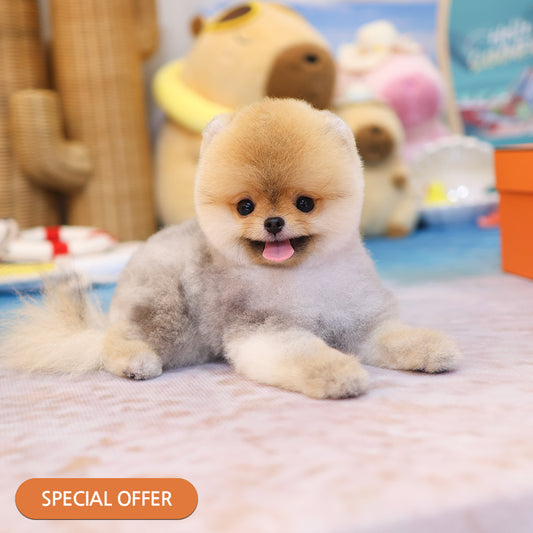 Pomeranian - Lubong (Male) $2300