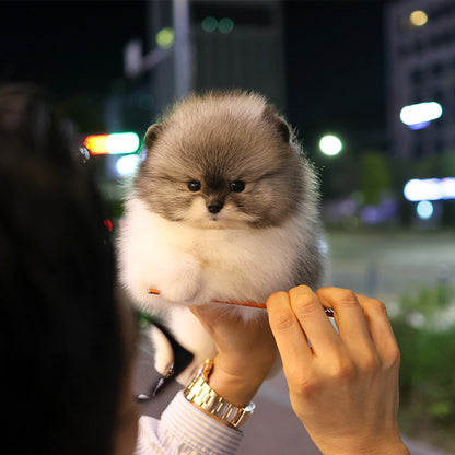 Pomeranian - Thra (Male)