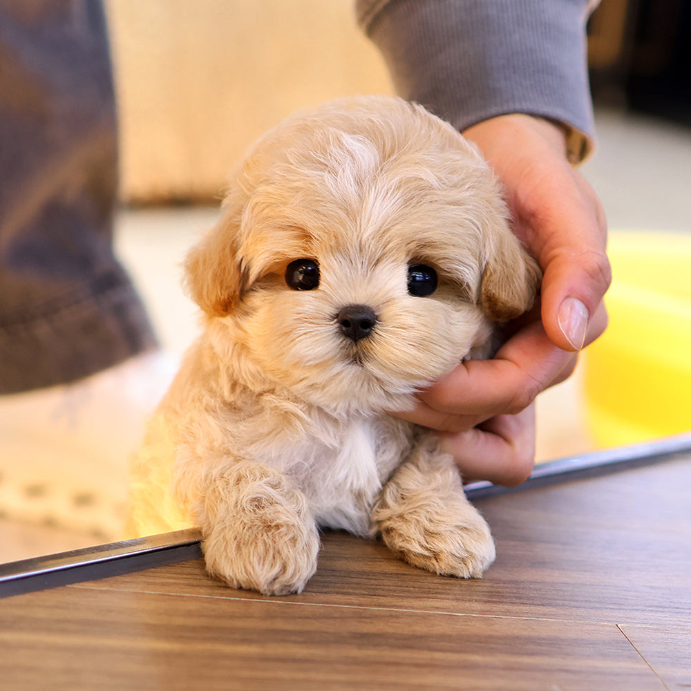 Maltipoo - Mumu (Male) $3000