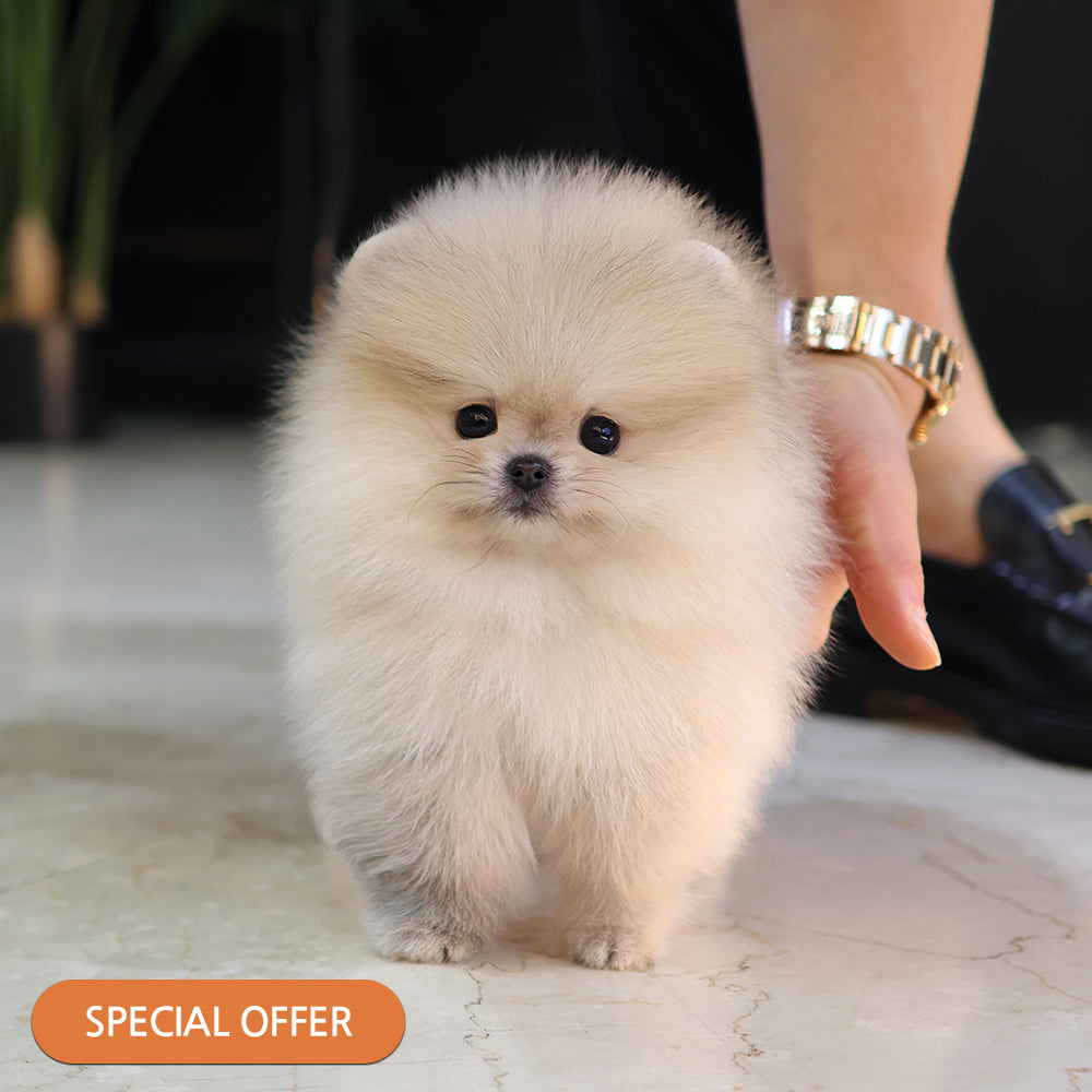 Pomeranian - Haengbok (Female) $2200