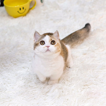 Munchkin - Bini (Female)
