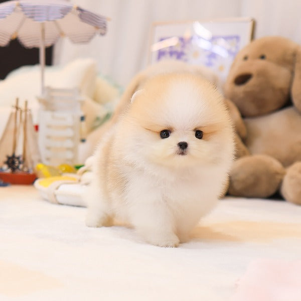 Pomeranian - Jeti (Male)