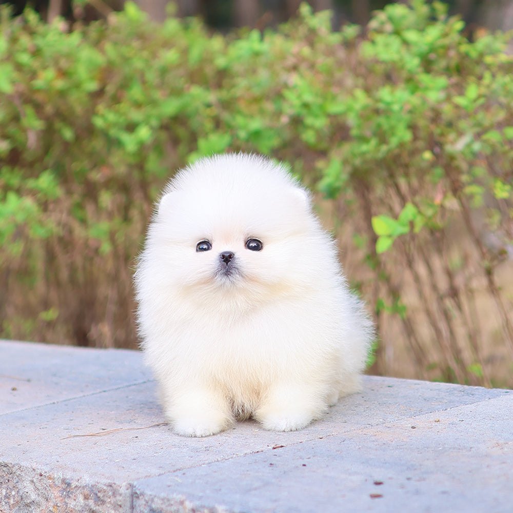 Pomeranian - Bibi (Female) $5200