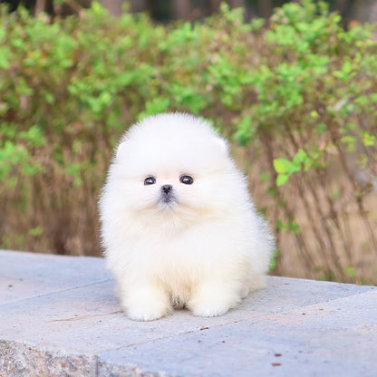Pomeranian - Bibi (Female) $5200