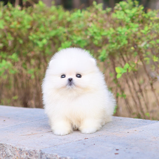 Pomeranian - Bibi (Female) $5200