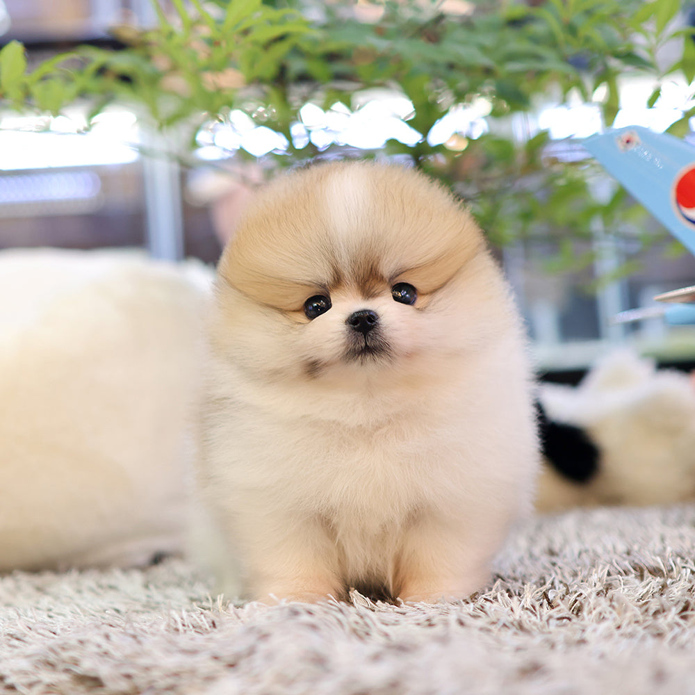 Pomeranian -Kkongji (Female) $3800