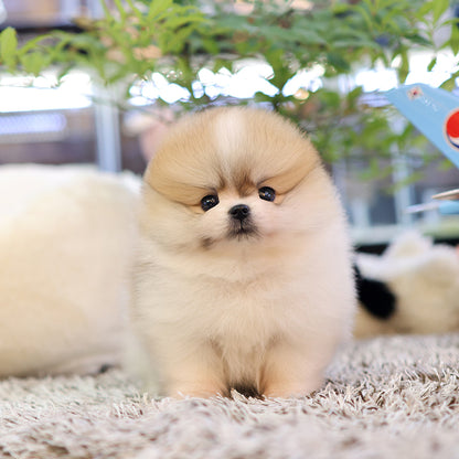 Pomeranian -Kkongji (Female) $3800