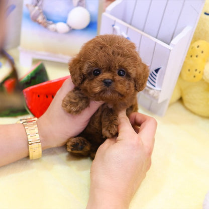 Poodle - Kuri (Male)
