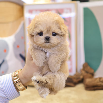 Maltipoo - Ppiro (Feamale) $3500