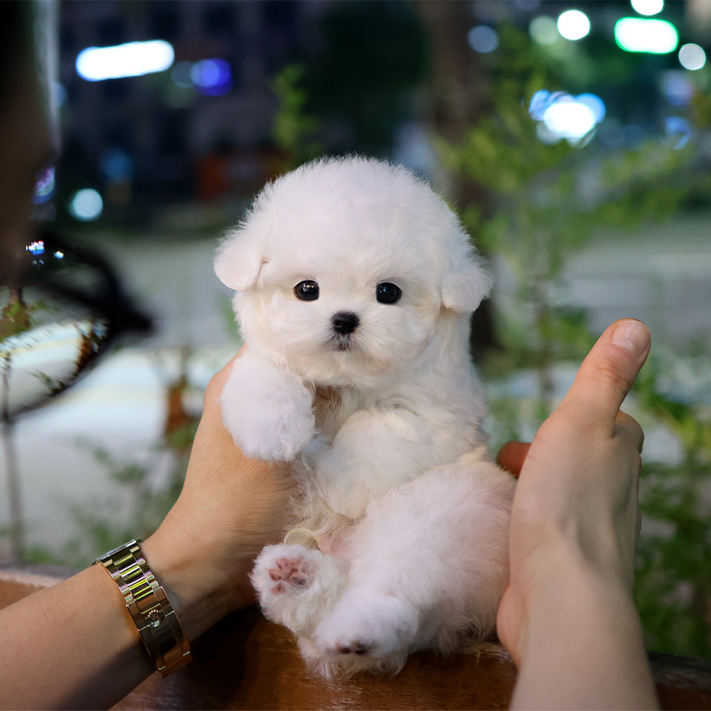 Bichon Frise - Beoteo (Male) $3800
