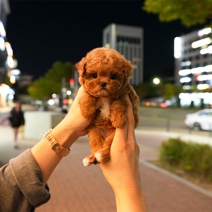 Poodle - Woori (Female) $2700