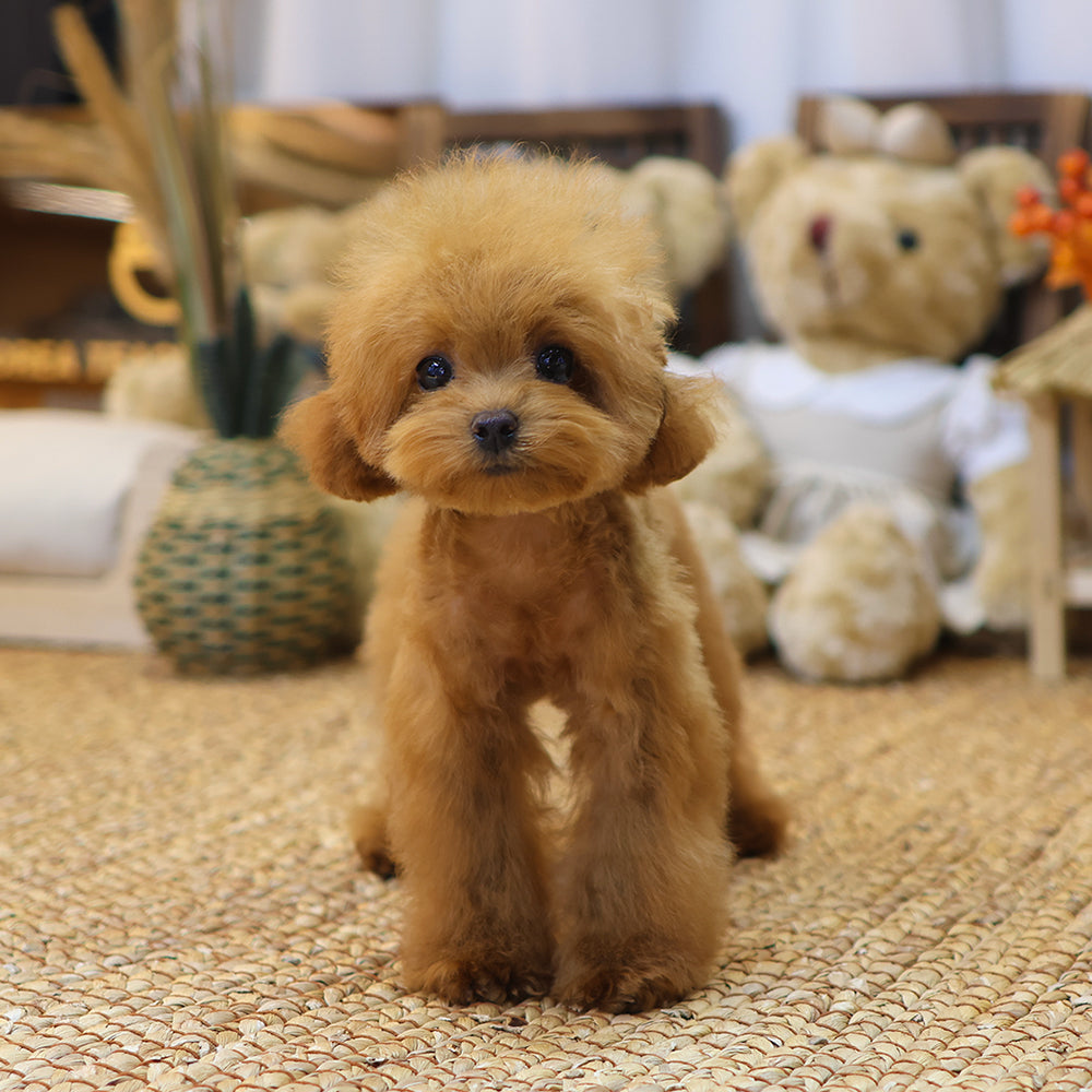 Poodle - Nuni (Female) $2800
