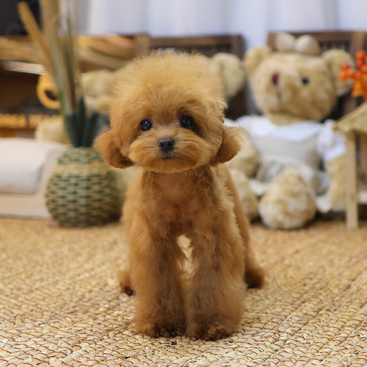 Poodle - Nuni (Female) $2800