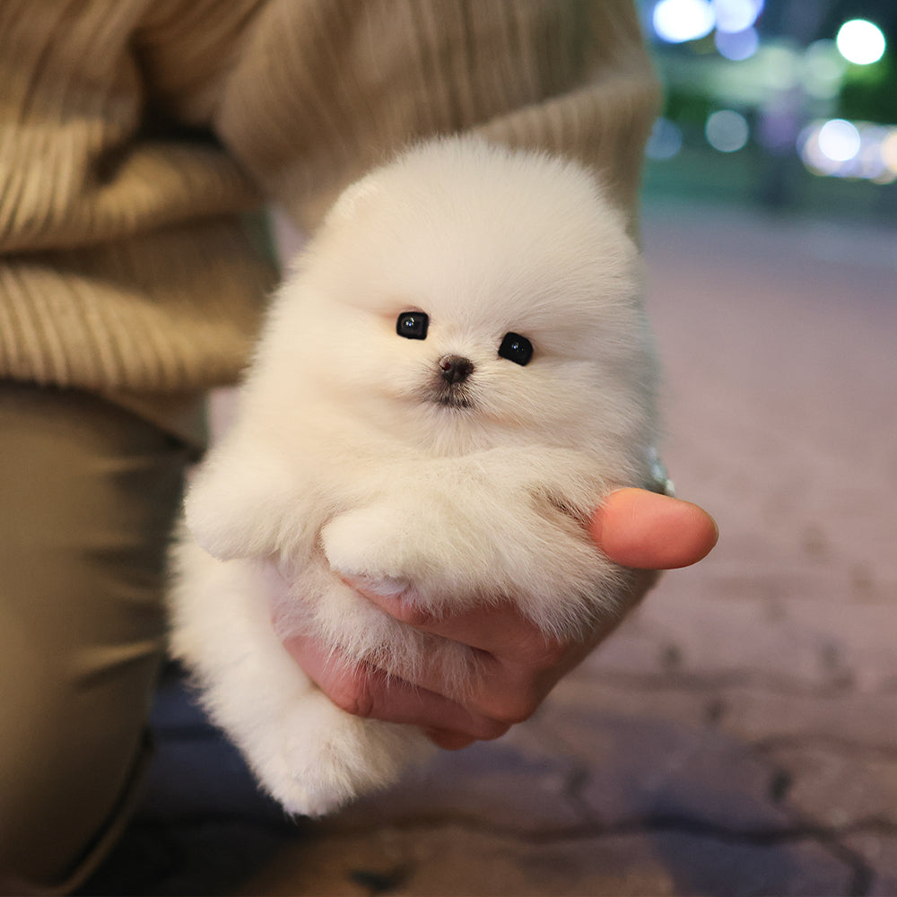 Pomeranian - Momo (Female) $4000