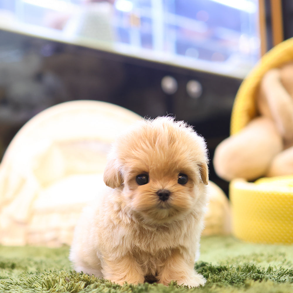 Maltipoo - Mika (Male)