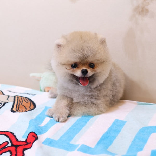 Pomeranian - Dao (Male)