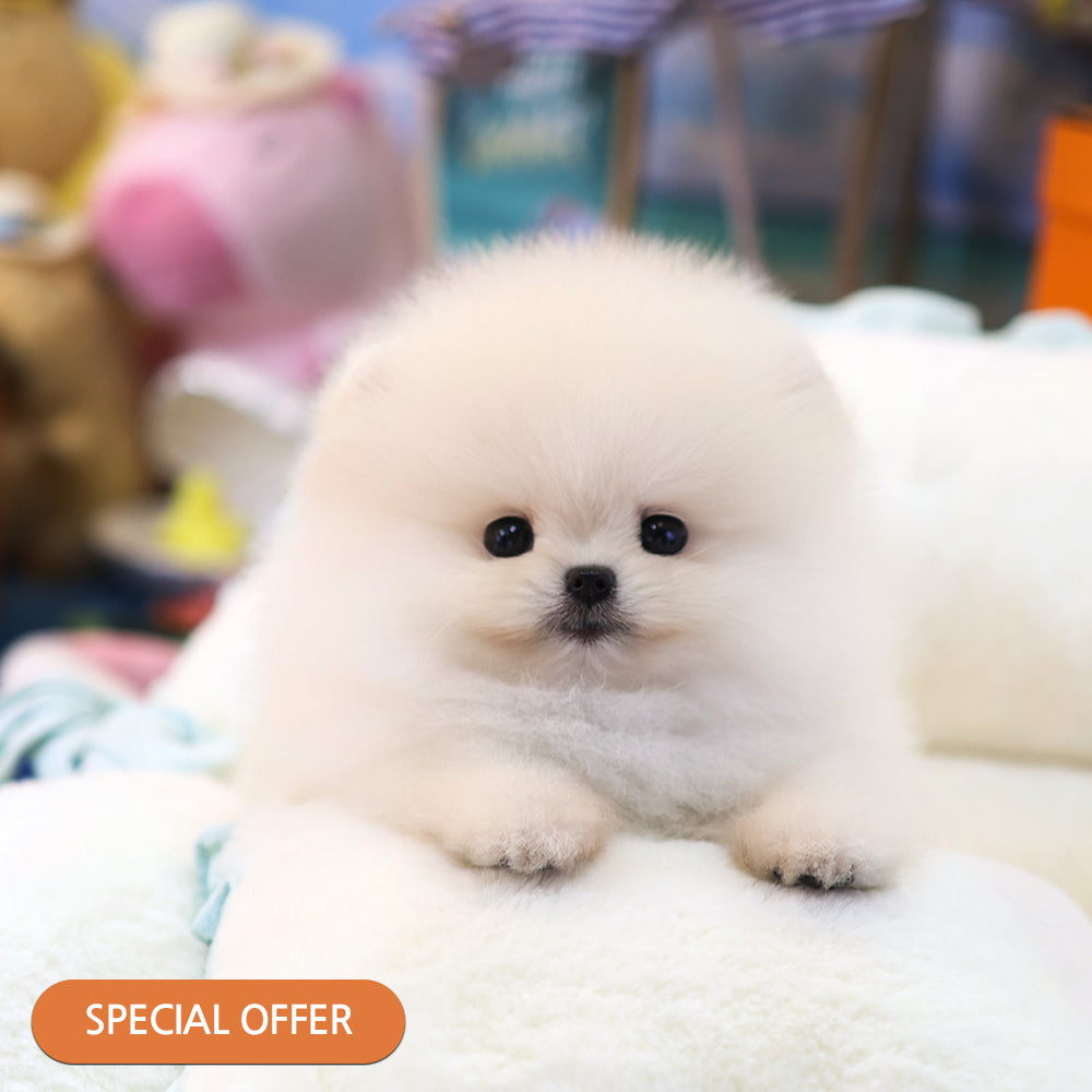 Pomeranian - Yeondu (Male) $2200