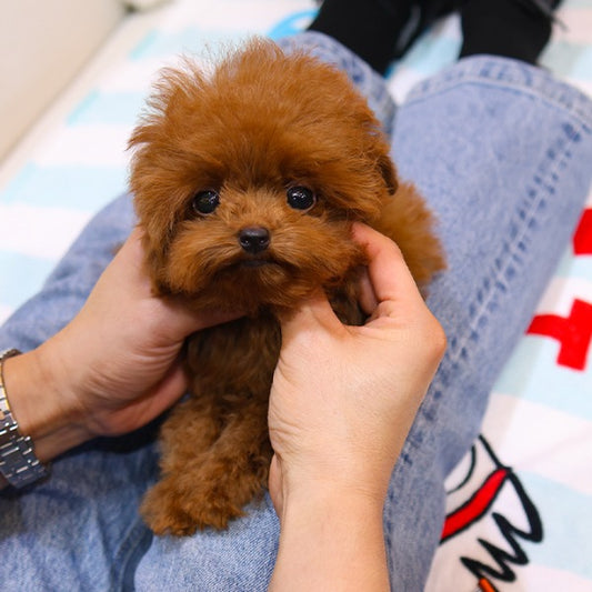 Poodle - Ttuji (Male)