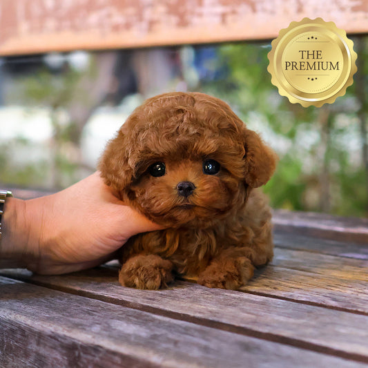 Poodle - Cheoeum (Female) $4200