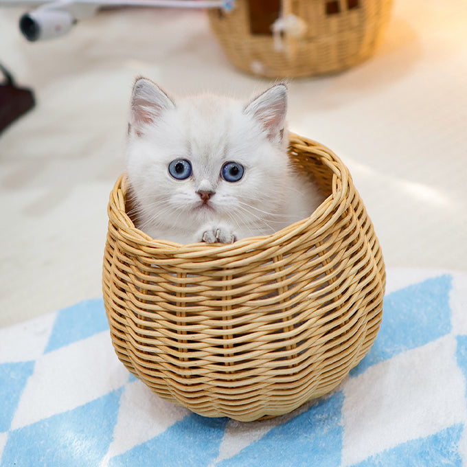 Munchkin - Raepeo (Female)