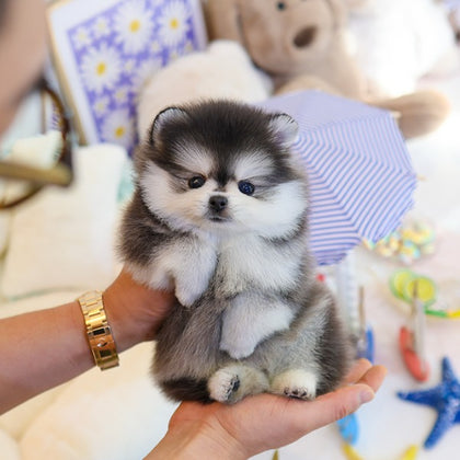 Pomsky - Popo (Male)