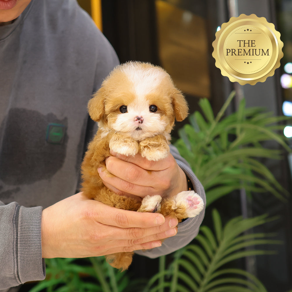 Poodle - Kkuri (Male) $5200